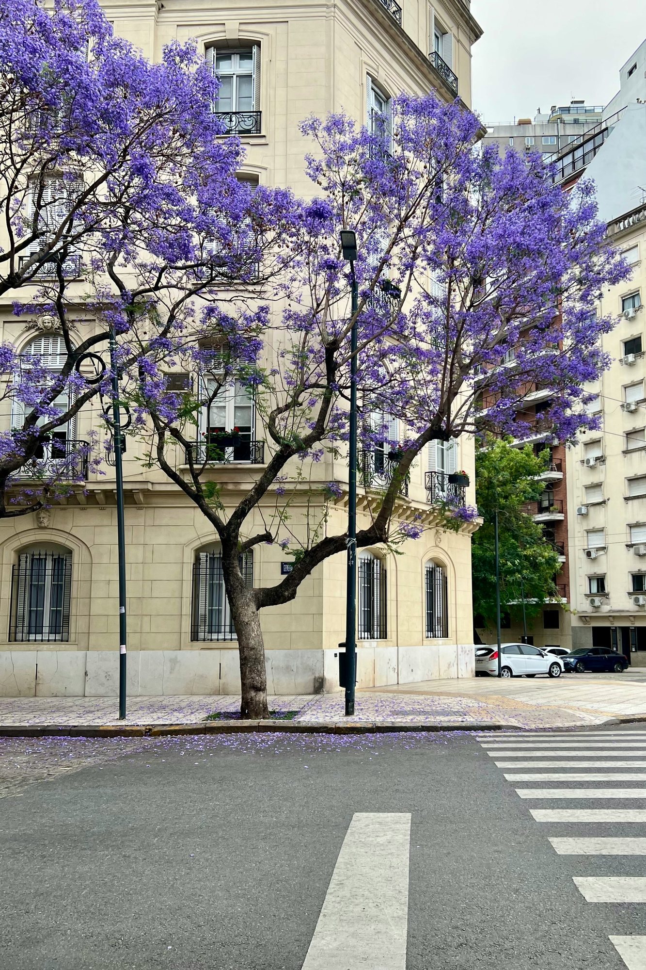 Jacaranda in voller Blüte an einer Straßenecke
